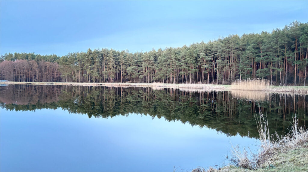 Panorama zalewu w Janowicach, ściana sosen i trzciny odbite w tafli wody
